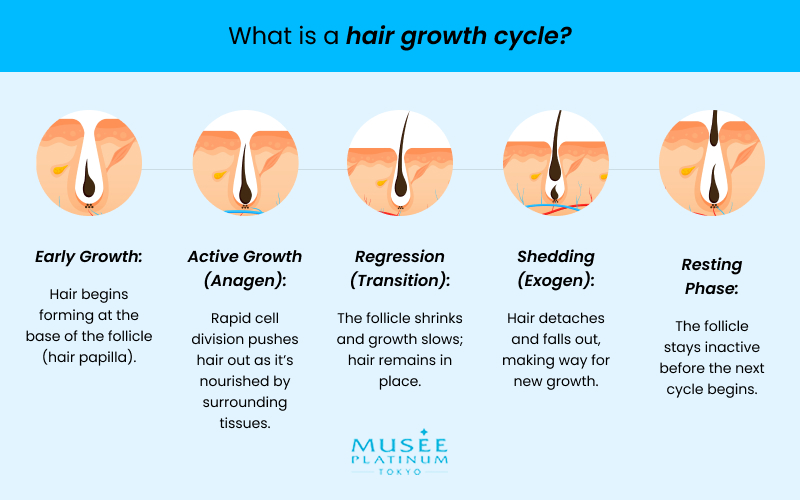 hair-growth-cycle-infographic