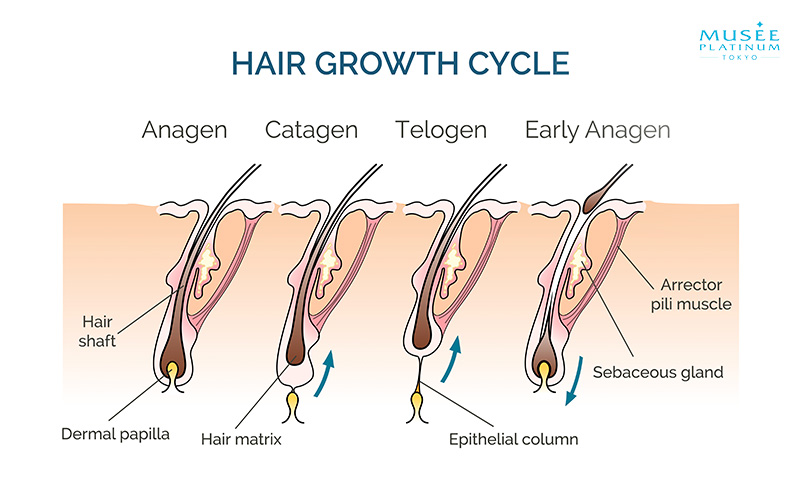 hair-growth-cycle