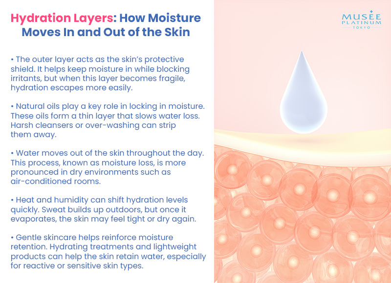 Hydration Layers How Moisture Moves In And Out of The Skin